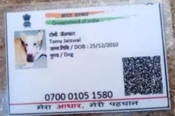 डबरा में कुत्ते का आधार कार्ड बनाने की खबर असत्य — कलेक्टर ने की स्पष्टता